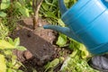 A gardener waters the plants from a plastic watering can, watering plants, farming, horticulture and gardening concept Royalty Free Stock Photo