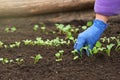 Gardener wearing blue glove is taking care of small radish plants Royalty Free Stock Photo