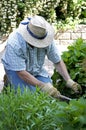 Gardener Weeding Flower Beds Royalty Free Stock Photo