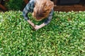 Gardener weeding plants inside of greenhouse