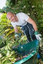 Gardener with wheel barrow working in garden Royalty Free Stock Photo