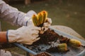 Gardener replanting Pilosocereus pachycladus cacti. Cultivation cactuses. Garden