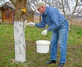 Gardener whitens the trunk of an apple tree at the dacha. Spring garden work Royalty Free Stock Photo