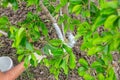 A gardener whitewashes the trunk of a young fruit tree with a brush to protect the bark from pests and sunburn Royalty Free Stock Photo