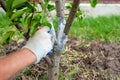 A gardener whitewashes the trunk of a young fruit tree with a brush to protect the bark from pests and sunburn Royalty Free Stock Photo