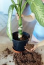 Gardener woman adding fertilized soil to a repotted indoor plant