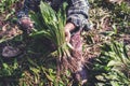 Gardener woman harvesting parsley in the garden