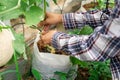 Gardener woman looking at fresh melons in greenhouse in sunrise Royalty Free Stock Photo