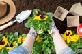 Gardener woman planting flower in the garden. Planting spring pansy flower in garden. Gardening concept Royalty Free Stock Photo