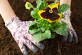 Gardener woman planting flower in the garden. Planting spring pansy flower in garden. Gardening concept Royalty Free Stock Photo