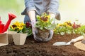 Gardener woman planting flower in the garden. Planting spring pansy flower in garden. Gardening concept Royalty Free Stock Photo