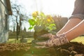 Gardener woman planting flower in the garden. Planting spring pansy flower in garden. Gardening concept Royalty Free Stock Photo