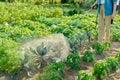 Gardener woman with spray backpack spraying blue cabbage plants in garden Royalty Free Stock Photo