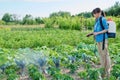 Gardener woman with spray backpack spraying blue cabbage plants in garden Royalty Free Stock Photo