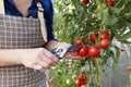 A gardener woman works in a greenhouse in the summer, picking fresh ripe red tomatoes. Growing ecological vegetables, gardening Royalty Free Stock Photo