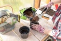 Gardener women planting plants on a sunny day in a greenhouse. Relaxing work at home Royalty Free Stock Photo