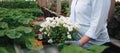 Female gardener work in greenhouse with plants