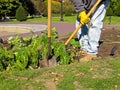 Gardener at work in Public Park