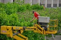 Gardener at work , trees pruning with the aid of an industrial lift