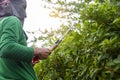 Gardener or worker in green uniform cutting and decorating branch of tree and green leaves by using branch scissors tool Royalty Free Stock Photo