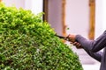 Gardener working in cozy home garden on summer Royalty Free Stock Photo