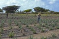 Gardener working in a field of Aloe Vera