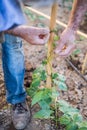 Gardener working in the field