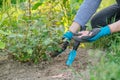 Gardener working in gloves with garden tools fertilizes the soil with mineral granulated fertilizers Royalty Free Stock Photo