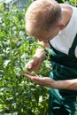 Gardener working in greenhouse