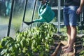 Gardener working in greenhouse Royalty Free Stock Photo