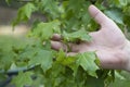Gardener working outdoors in nature Royalty Free Stock Photo