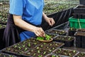 Gardener working with seedlings of decorative plants and soil in agricultural cultivation greenhouse, close up of female hands Royalty Free Stock Photo