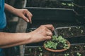 Gardener working with seedlings of decorative plants and soil in agricultural cultivation greenhouse or hothouse, close up