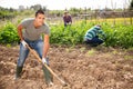Gardener working soil with hoe at smallholding Royalty Free Stock Photo