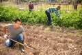 Gardener working soil with hoe at smallholding Royalty Free Stock Photo