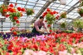 Gardener works in a greenhouse of a flower shop