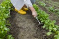 Gardener's hands working with a small green handle rakes loosening the soil on a flower bed Royalty Free Stock Photo