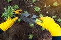 The gardener in yellow gloves plants flowers in the ground. Close-up. Planting spring pansy flower in garden. Gardening concept. Royalty Free Stock Photo