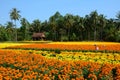 Gardeners care for the flowers in their garden