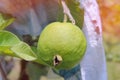 Gardeners cut Guava Kim Ju fruit for pending sale