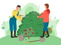 Gardeners cutting bushes cartoon vector illustration. Farmworkers using gardening scissors