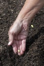 Gardeners Hand Laying Seeds In Furrow