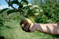 Gardeners hand picking green apple from tree. Apple orchard, harvest time Royalty Free Stock Photo