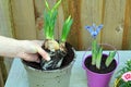 A Gardening Planting A Spring Bulb