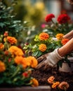 Gardeners hands planting flowers at back yard. Generative AI