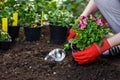 Gardeners hands planting flowers in the garden, close up photo Royalty Free Stock Photo