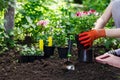 Gardeners hands planting flowers in the garden, close up photo Royalty Free Stock Photo