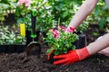 Gardeners hands planting flowers in the garden, close up photo Royalty Free Stock Photo