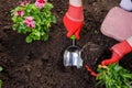 Gardeners hands planting flowers in the garden, close up photo Royalty Free Stock Photo