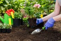 Gardeners hands planting flowers in the garden, close up photo